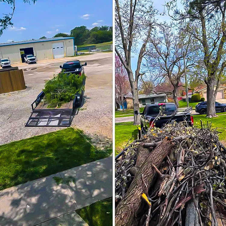 Fallen tree and branch cleanup