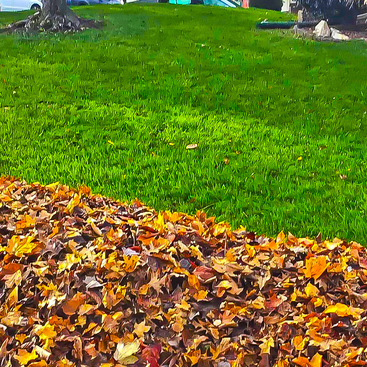 We clear the leaves, you enjoy the yard.